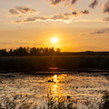 Sonnenuntergang am Federsee bei Bad Buchau